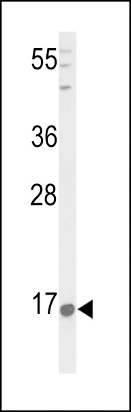 PNOC Antibody