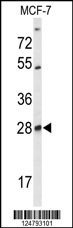 SELT Antibody