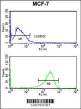 SELT Antibody