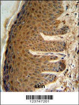 EFTUD2 Antibody
