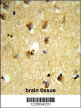 KCTD12 Antibody