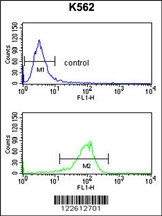 ATP1B2 Antibody