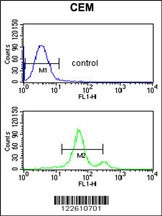 ASIC1 Antibody