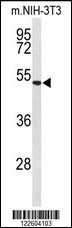 EFEMP2 Antibody