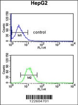 EFEMP2 Antibody