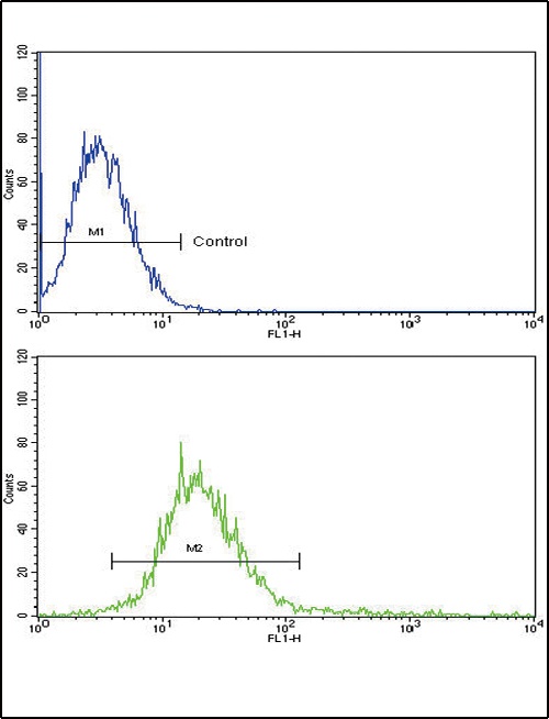 RECK Antibody