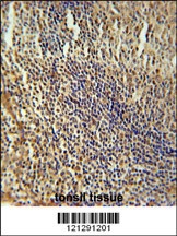 MEF2A Antibody