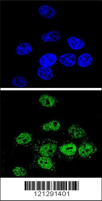 MEF2A Antibody