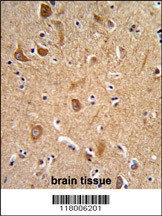 CD49f Antibody