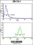 ATXN3 Antibody