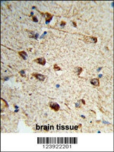 FMOD Antibody