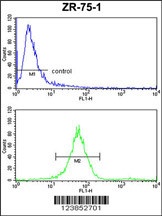 ATP5C1 Antibody