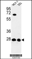 ECI1 Antibody