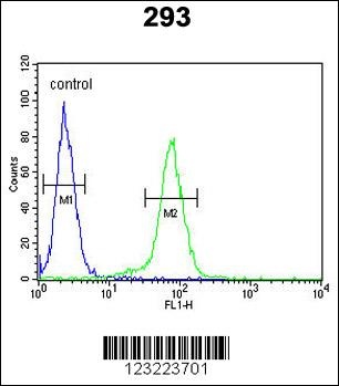 CLDN8 Antibody