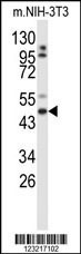 GORAB Antibody