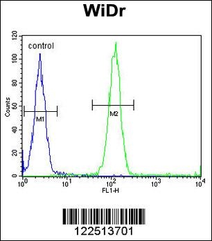 ACCN1 Antibody