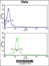 CENPH Antibody