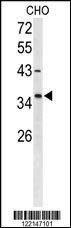 FOXL1 Antibody