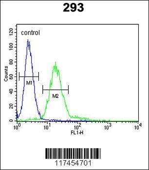 MPP6 Antibody