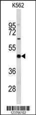 EIF4A2 Antibody