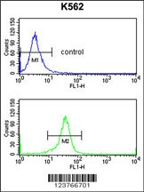 EIF4A2 Antibody