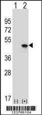 EIF4A2 Antibody