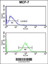 DSTN Antibody