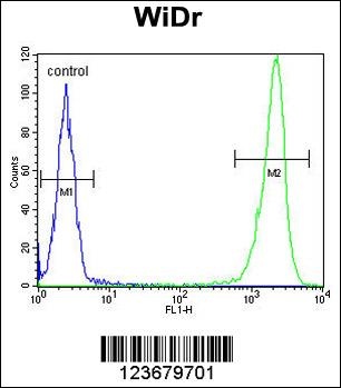 DEK Antibody