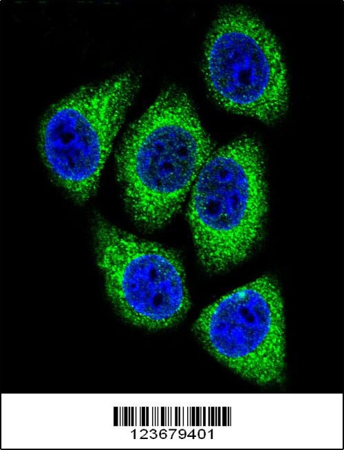 DEK Antibody