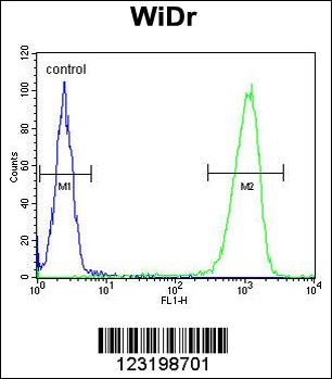 PEX2 Antibody