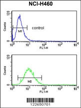 SLC25A17 Antibody