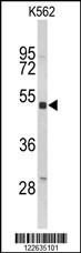 KIR3DL3 Antibody