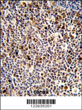 KIR3DL3 Antibody