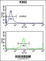 KIR3DL3 Antibody