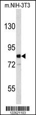 EVI5 Antibody