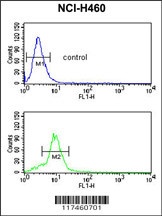 MUTYH Antibody