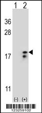 COX6A1 Antibody