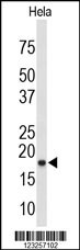 COX4I1 Antibody