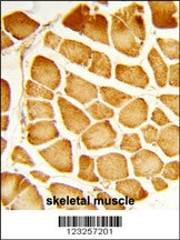 COX4I1 Antibody