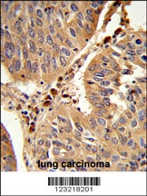 PEX16 Antibody