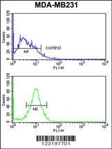 PEX14 Antibody