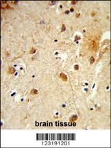 CBY1 Antibody