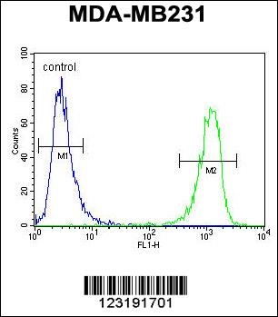 CBY1 Antibody