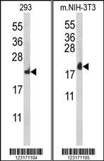 RPL18A Antibody