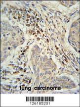 C19orf50 Antibody