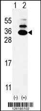 C19orf50 Antibody