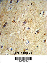 GABARAPL1 Antibody