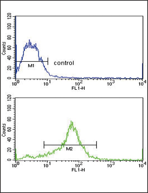 TIMP3 Antibody