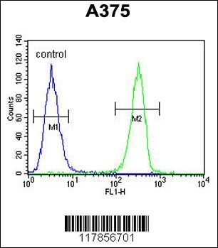 HOXA9 Antibody