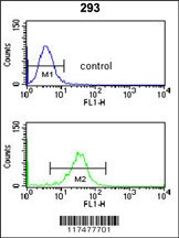 NUP153 Antibody